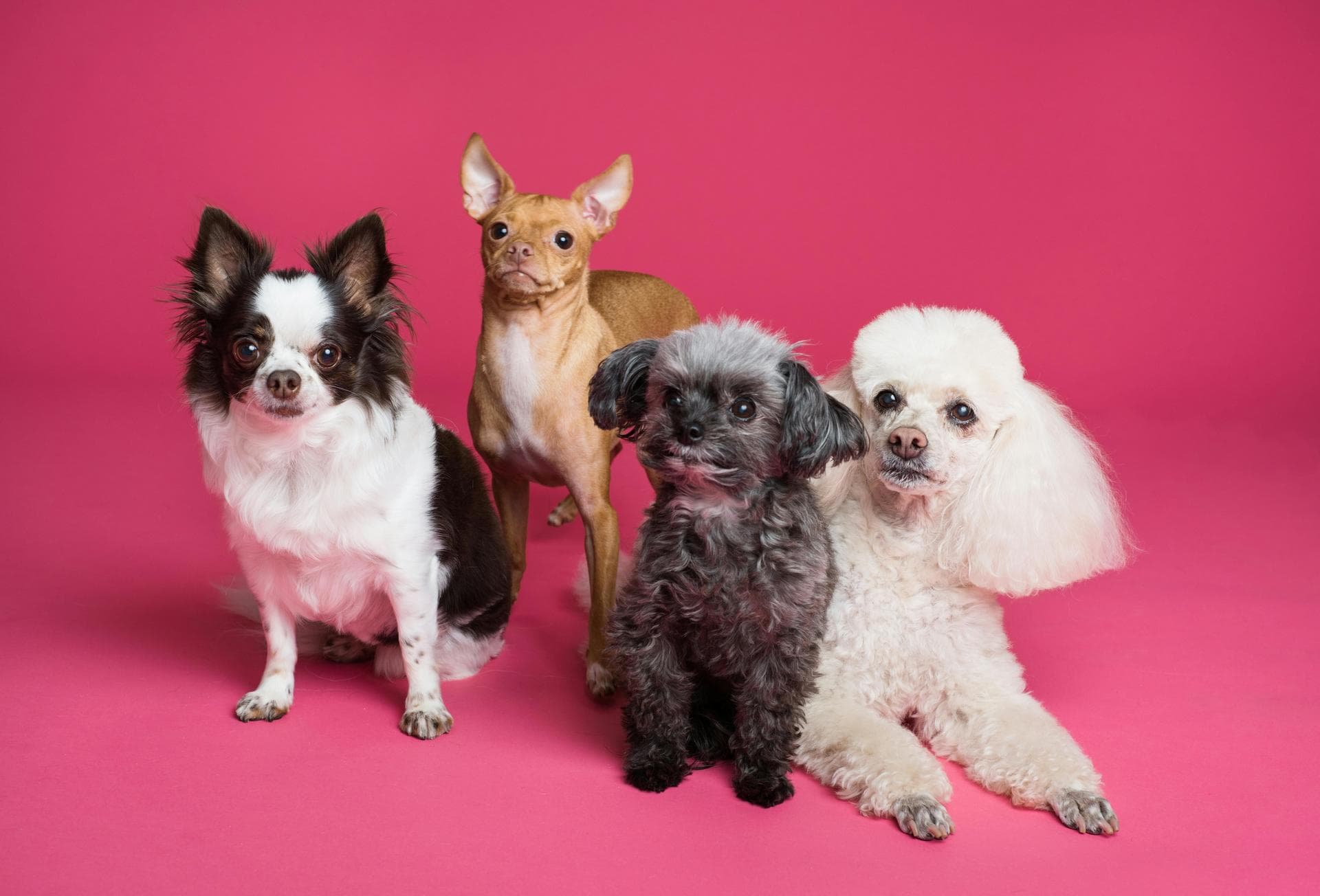 Farm & Large-Animal Vets near Newport News