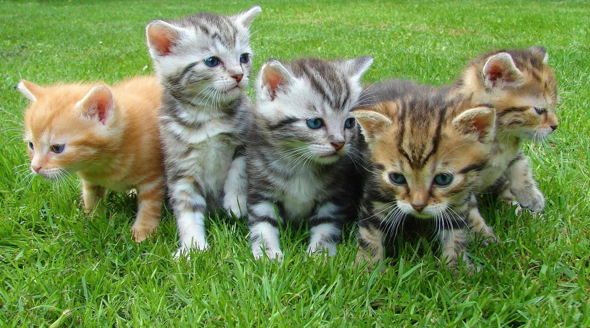Dog & Cat Vets in Newport News