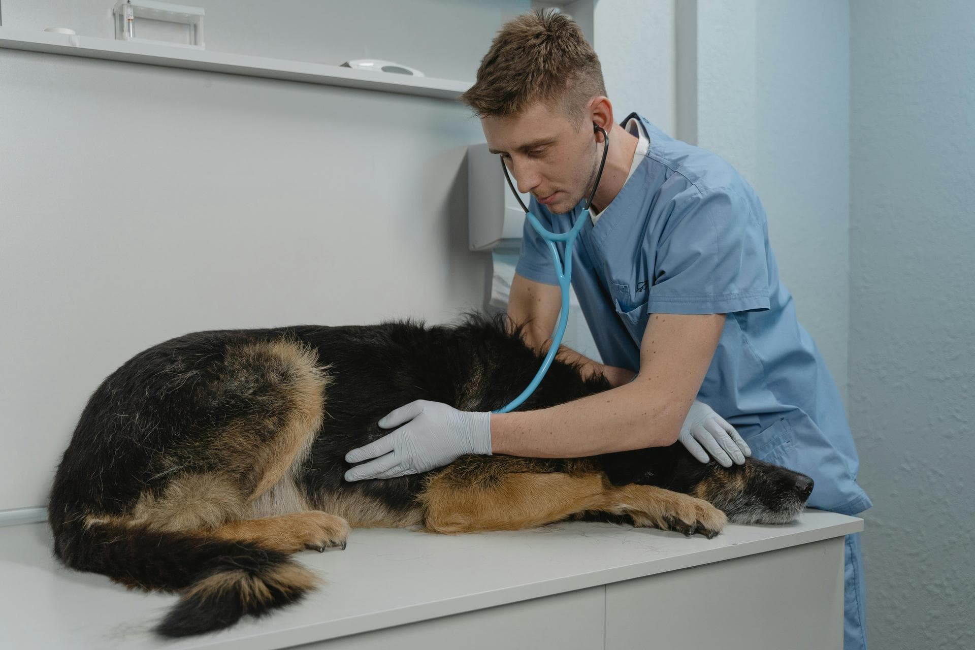 Best Vets in Newport News